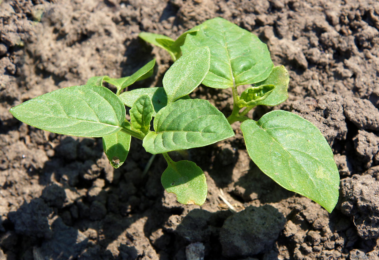 Physalis Anbauen Experten Tipps Zu Standort Aussaat Co Plantura