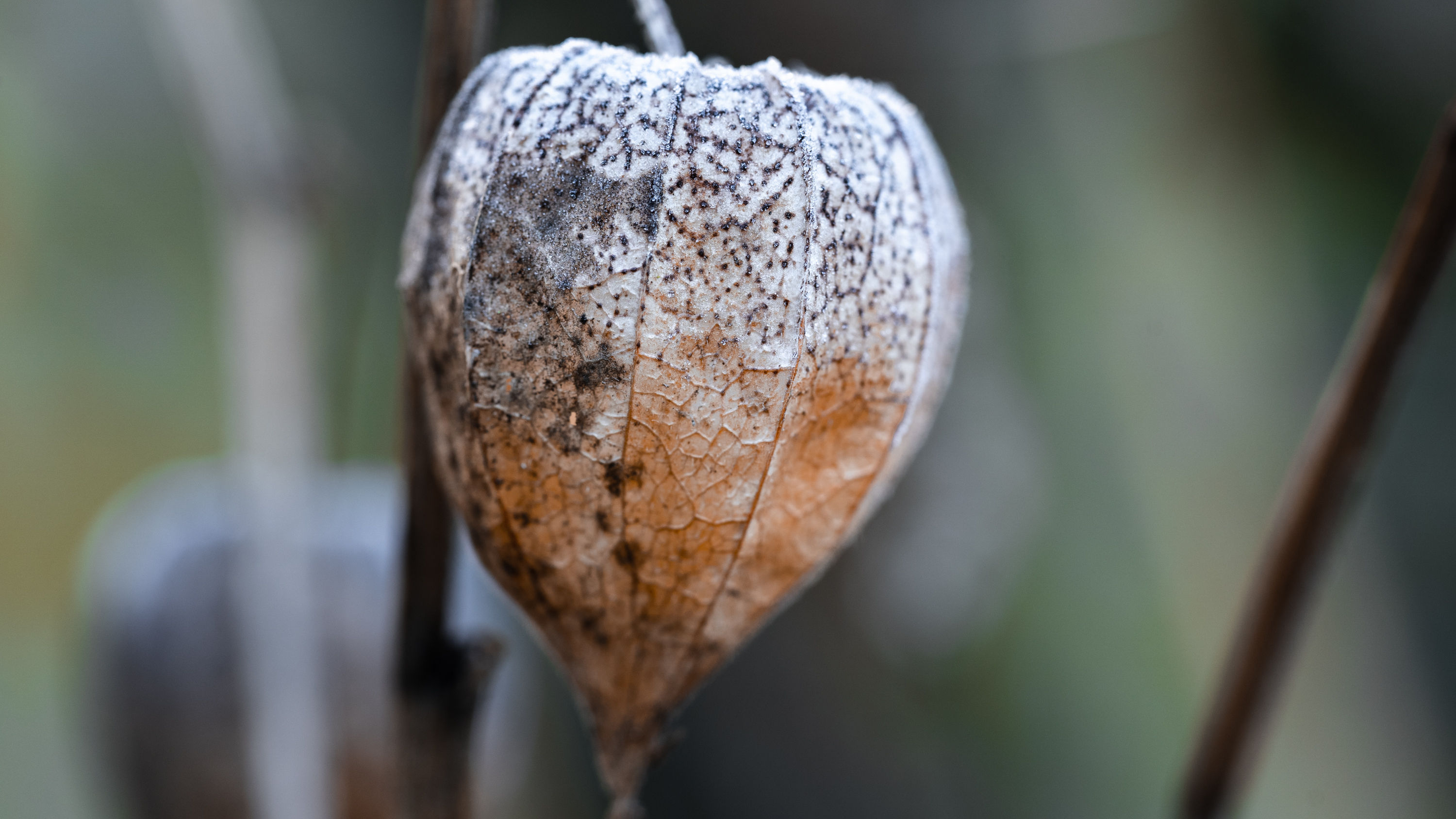 Physalis Uberwintern So Kommt Die Physalis Durch Die Kalte Zeit