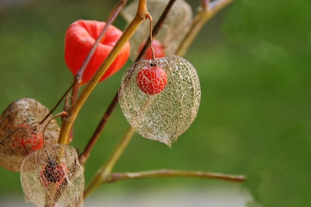 Vertrocknete Physalis