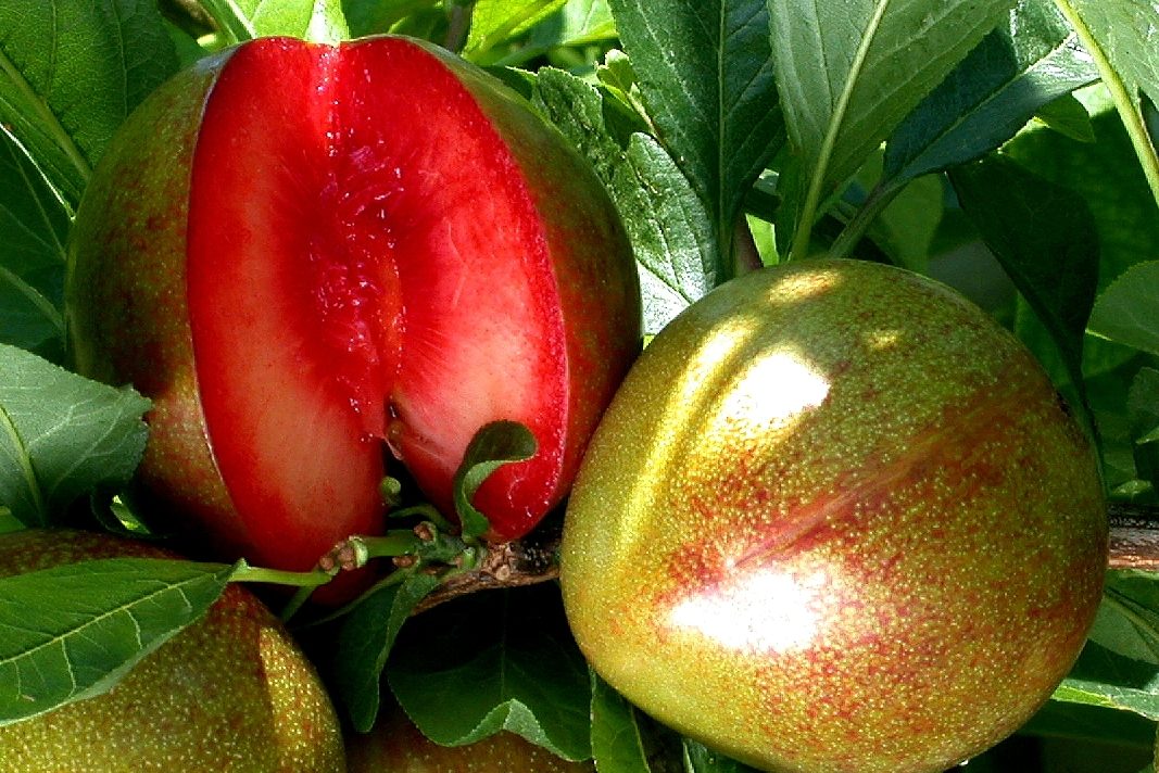 Rotfleischiges Obst: 6 köstliche Arten &amp; Sorten in sattem Rot - Plantura