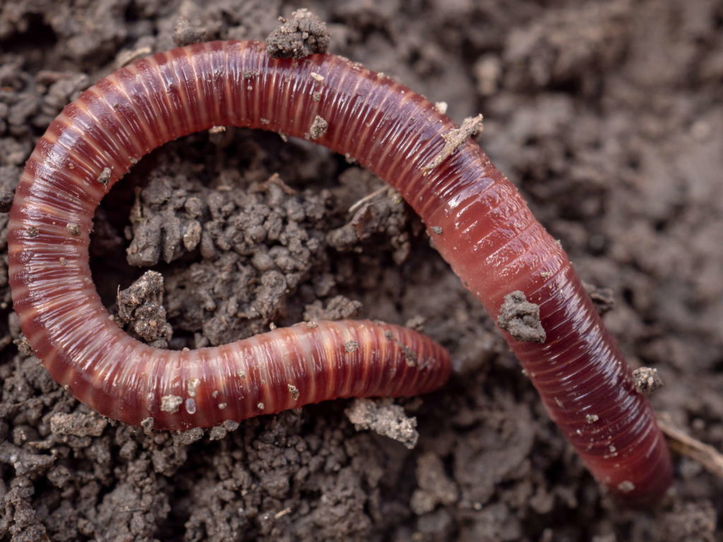 Kompostwürmer: Arten, Funktion & Vermehrung - Plantura