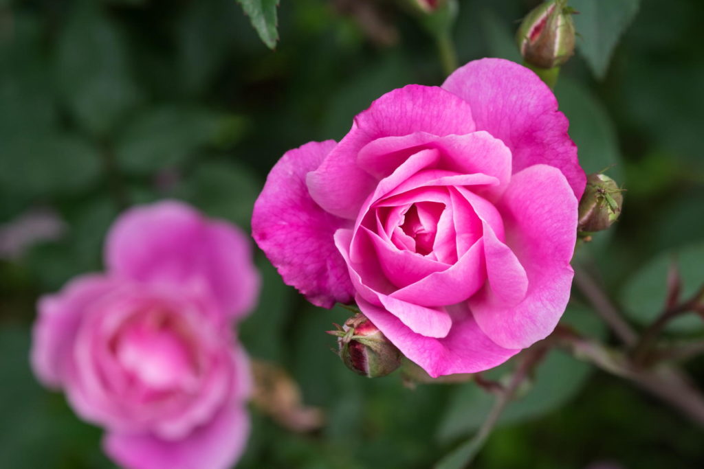 Rose 'Bella Rosa' in Pink