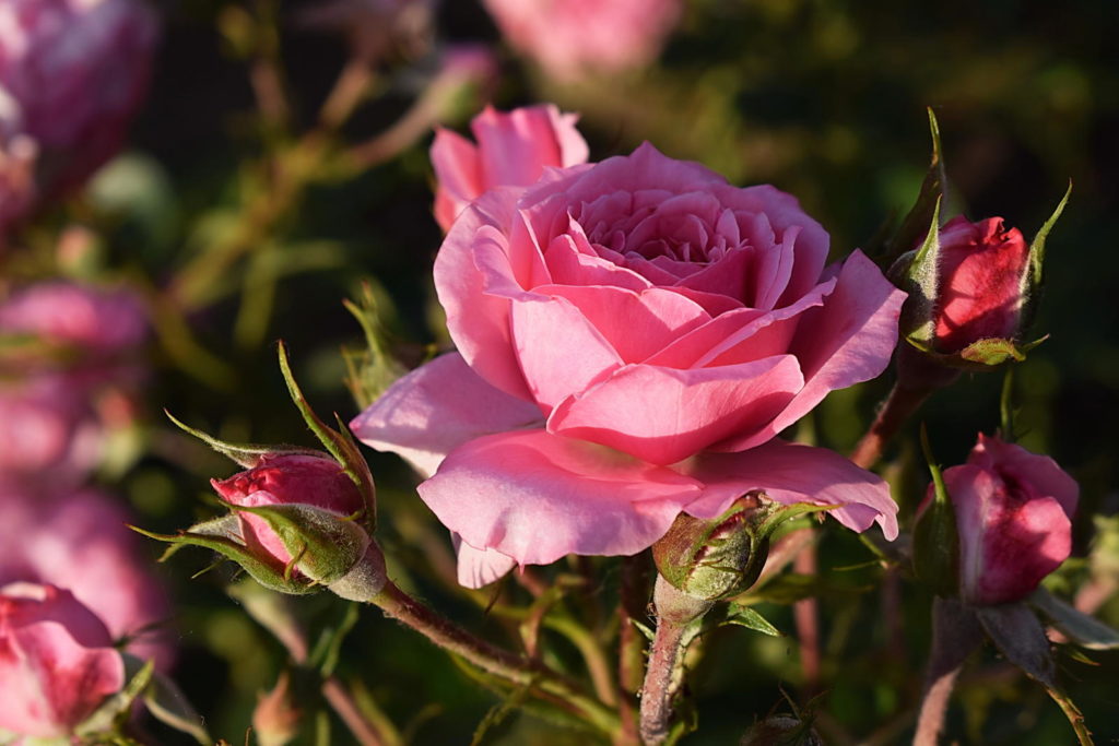 Rose 'Bonica 2' in Rosa