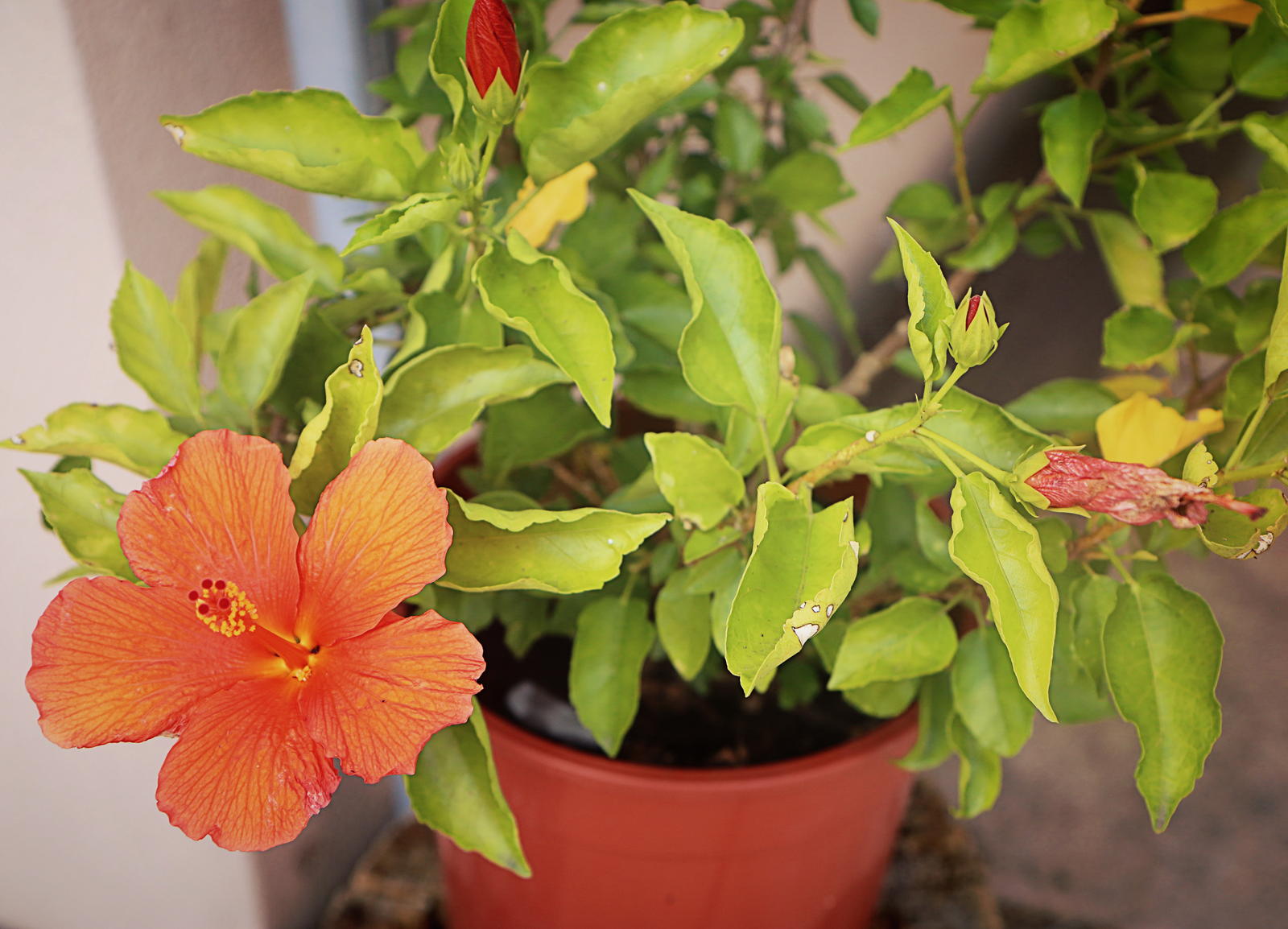 Hibiskus im Topf Tipps zum Pflegen & Umtopfen Plantura