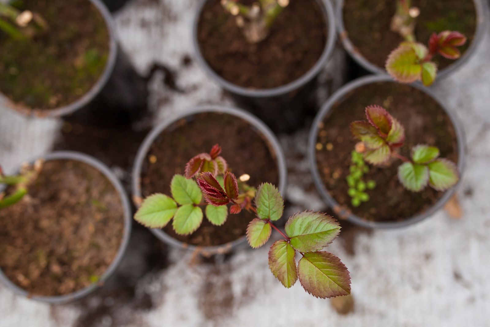 RosenPflege Vom Düngen bis zum Schneiden Plantura