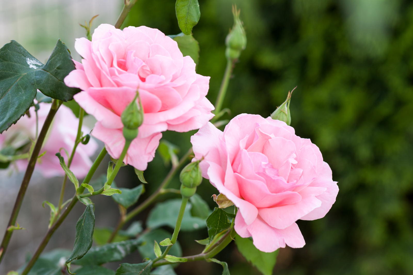 Gartenpflanzen Die 10 schönsten Pflanzen für den Garten