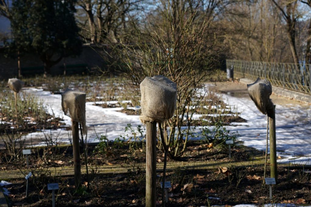 Hochstammrosen im Winter