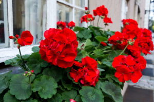 30 HQ Photos Wann Kirschlorbeer Düngen : Kirschlorbeer-Hecke: 1A-Pflanzen online kaufen BALDUR-Garten