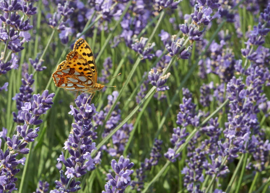 Schmetterling auf Lavendel