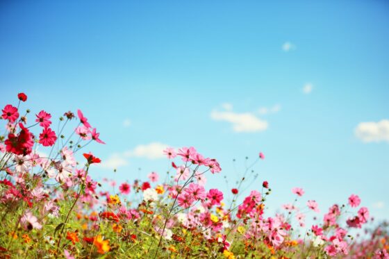Sommerblumen: Die 10 Schönsten für Ihren Garten