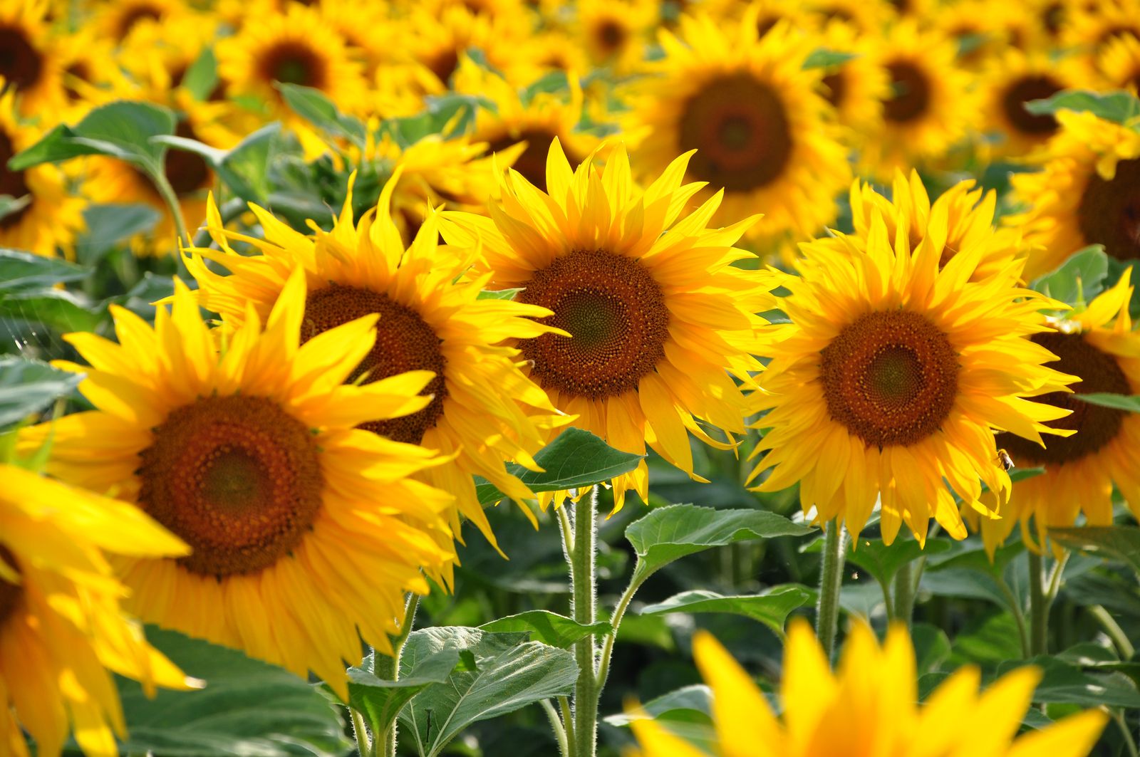 Sommerblumen Die 10 Schönsten für Ihren Garten Plantura