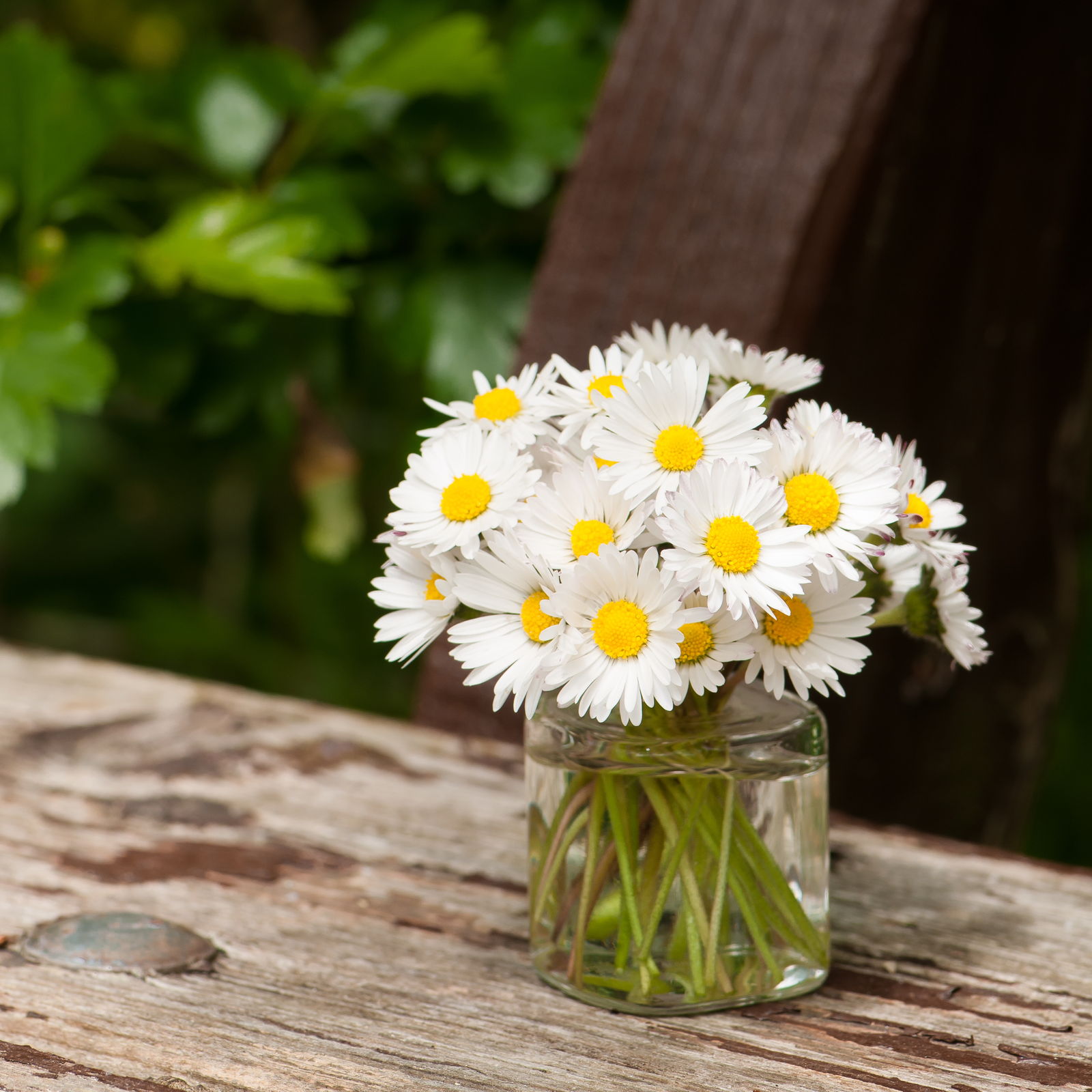 Sommerblumen Die 10 Schönsten für Ihren Garten Plantura