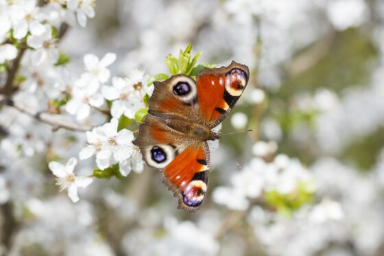 Die 15 beliebtesten heimischen Schmetterlingsarten