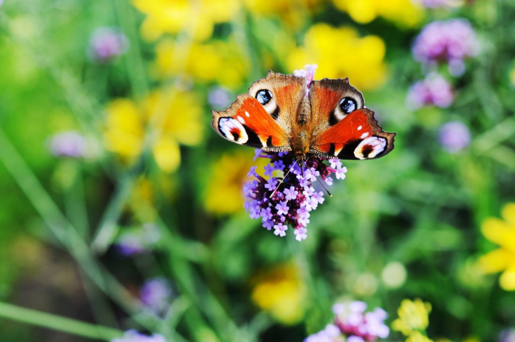 Tagpfauenauge auf lila Blume