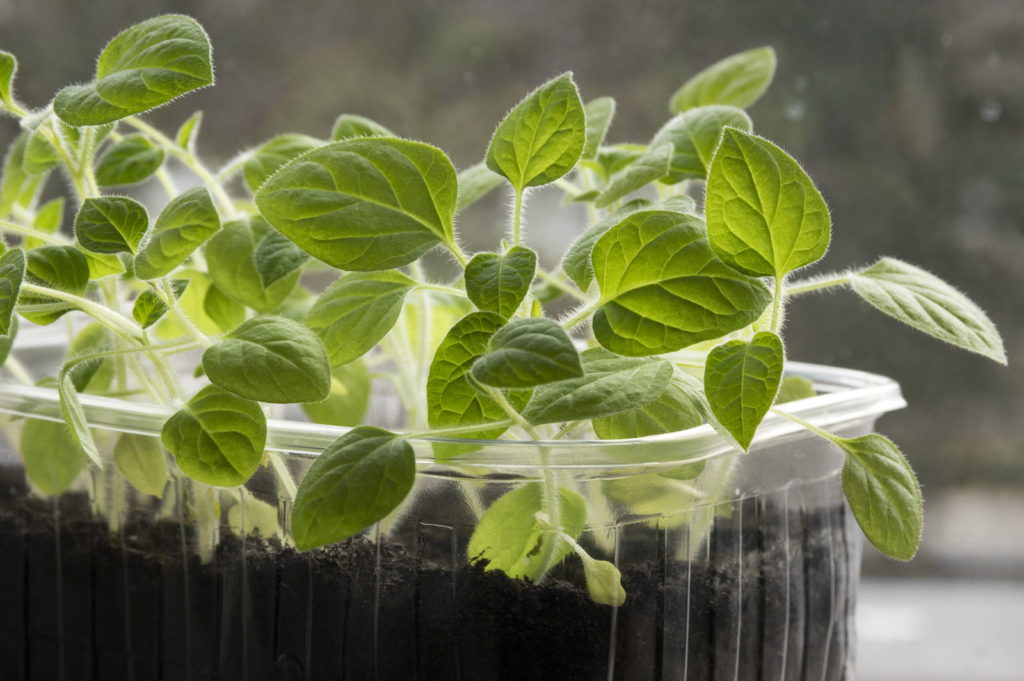 Sprösslinge der Physalis auf einem Fensterbrett