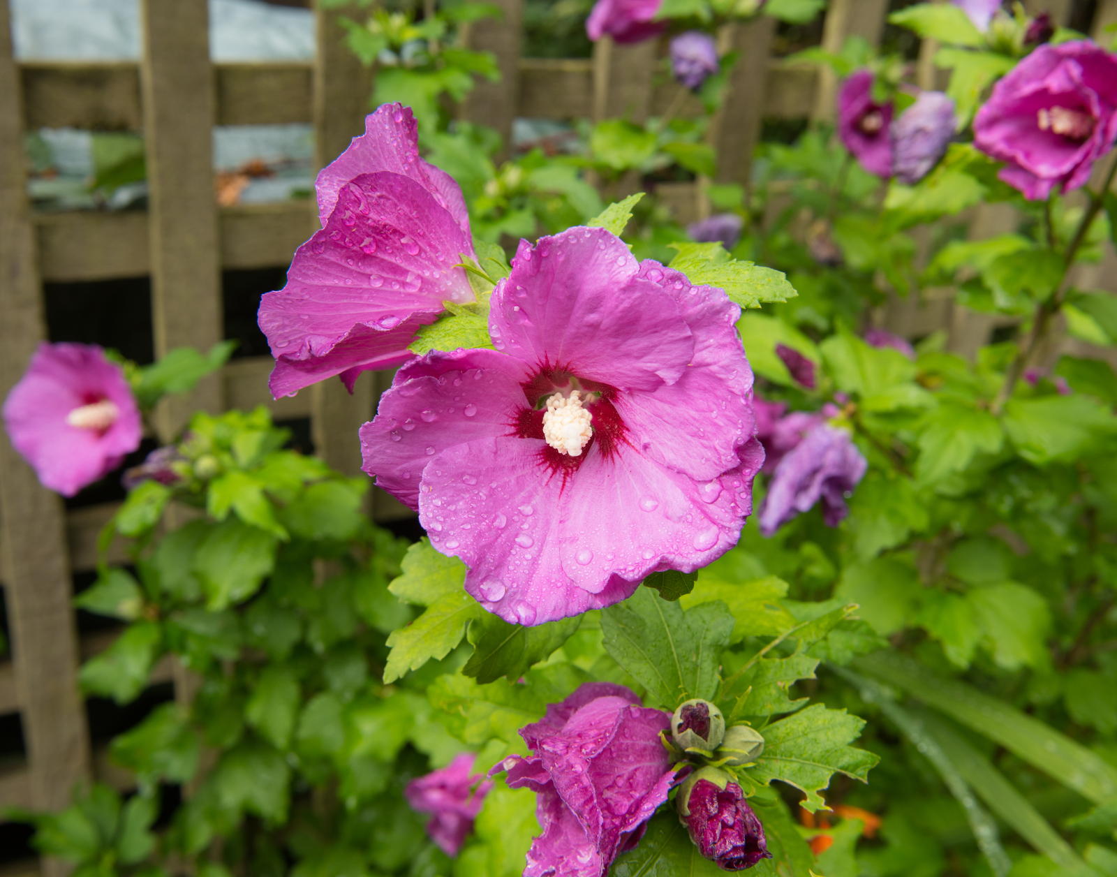 HibiskusSorten Die schönsten & winterharte Arten