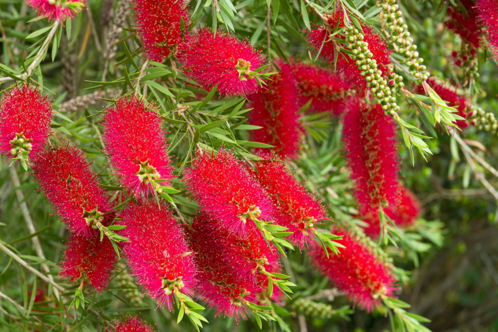 Roter Zylinderputzer