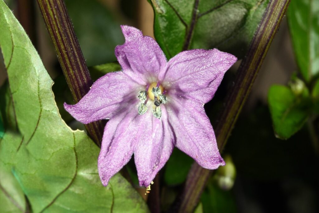Blüte der Baumchili