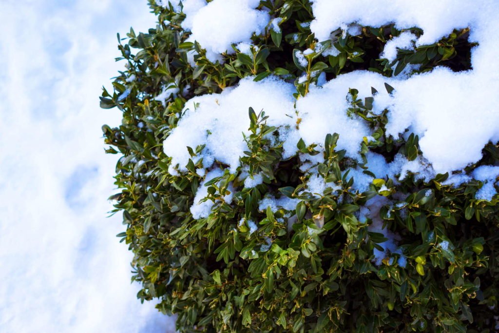 Buchsbaum im Schnee
