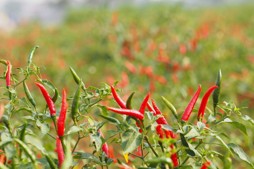 Chilis