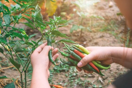 Chili ernten: Tipps zur Ernte & Lagerung von Chilis