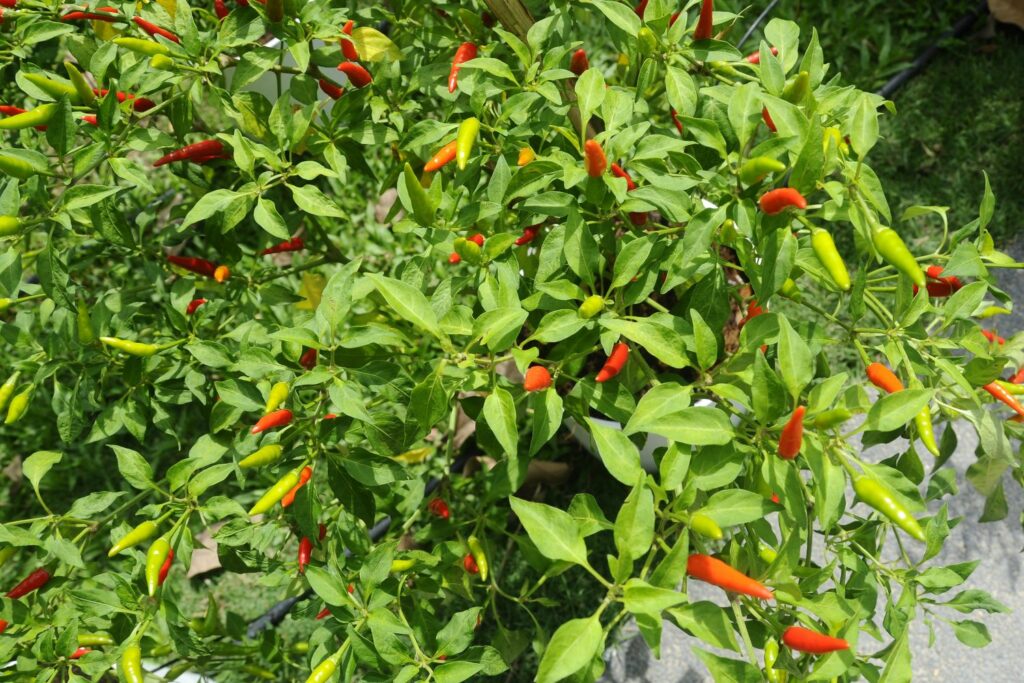 Chilipflanze steht draußen