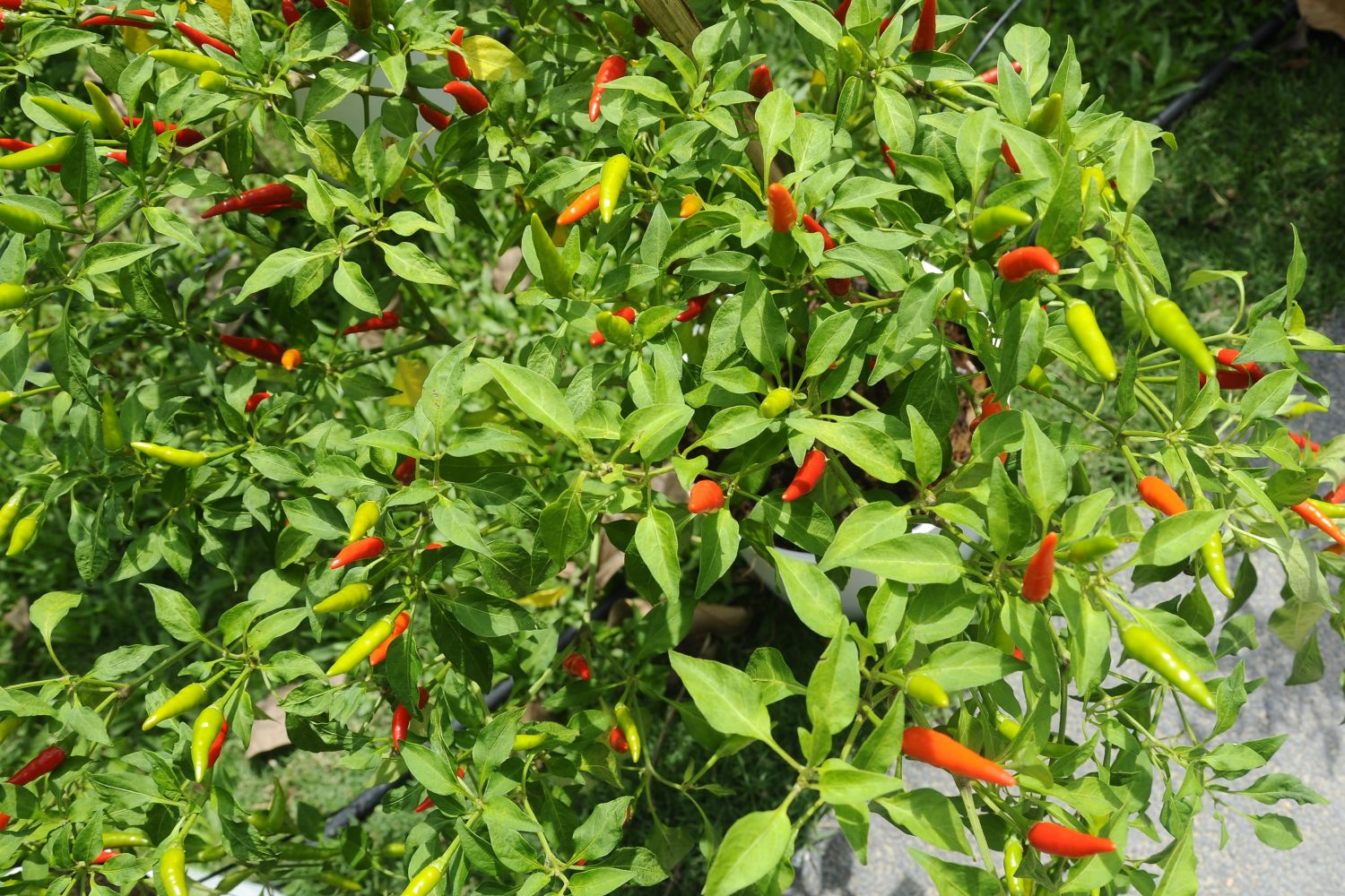 Chili überwintern: So überlebt auch Ihre Chili - Plantura