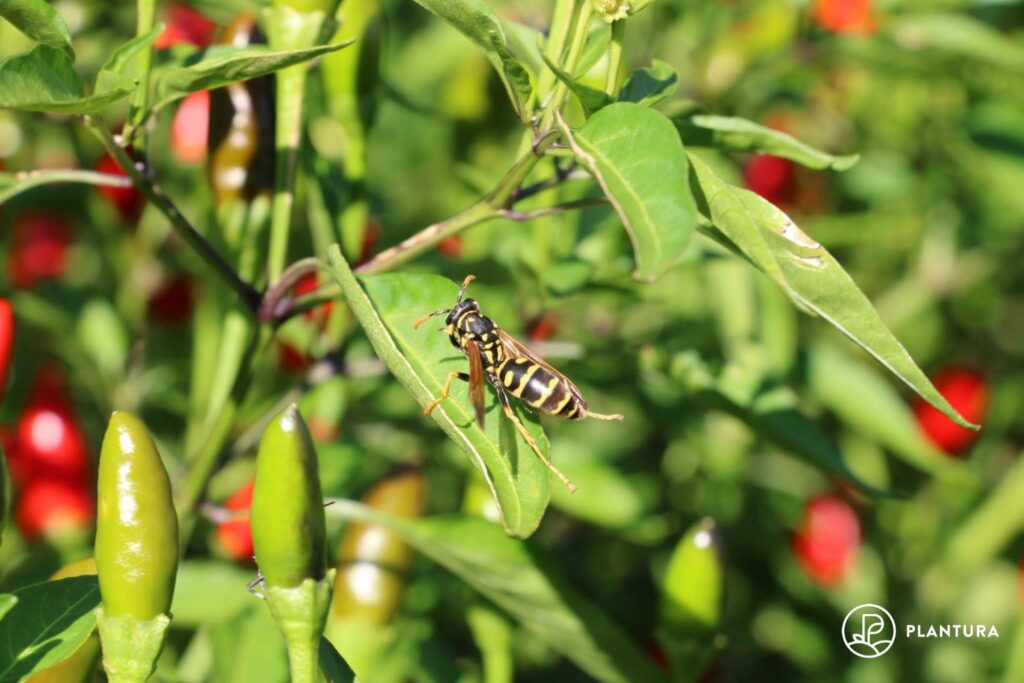 Wespe auf Chili-Pflanze