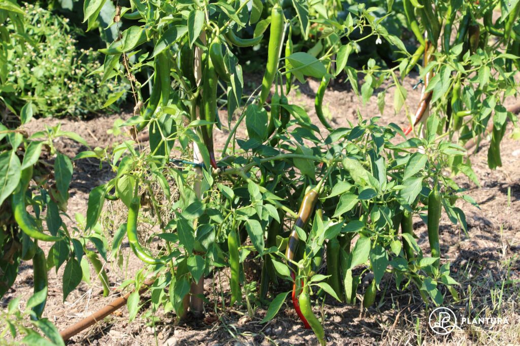 angebundene Chili-Pflanze