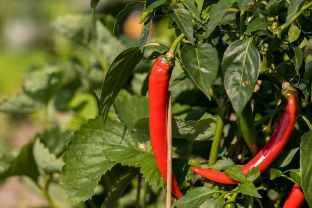 Chili pflanzen Standort & Zeitpunkt Plantura