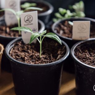 Chili pflanzen: Alles zu Standort, Zeitpunkt & Vorgehen