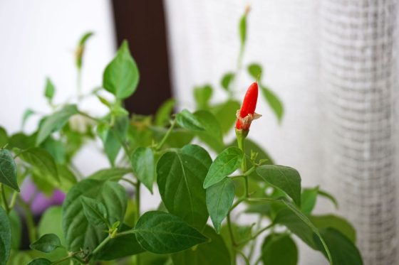 Chili überwintern: So überstehen Chilipflanzen den Winter