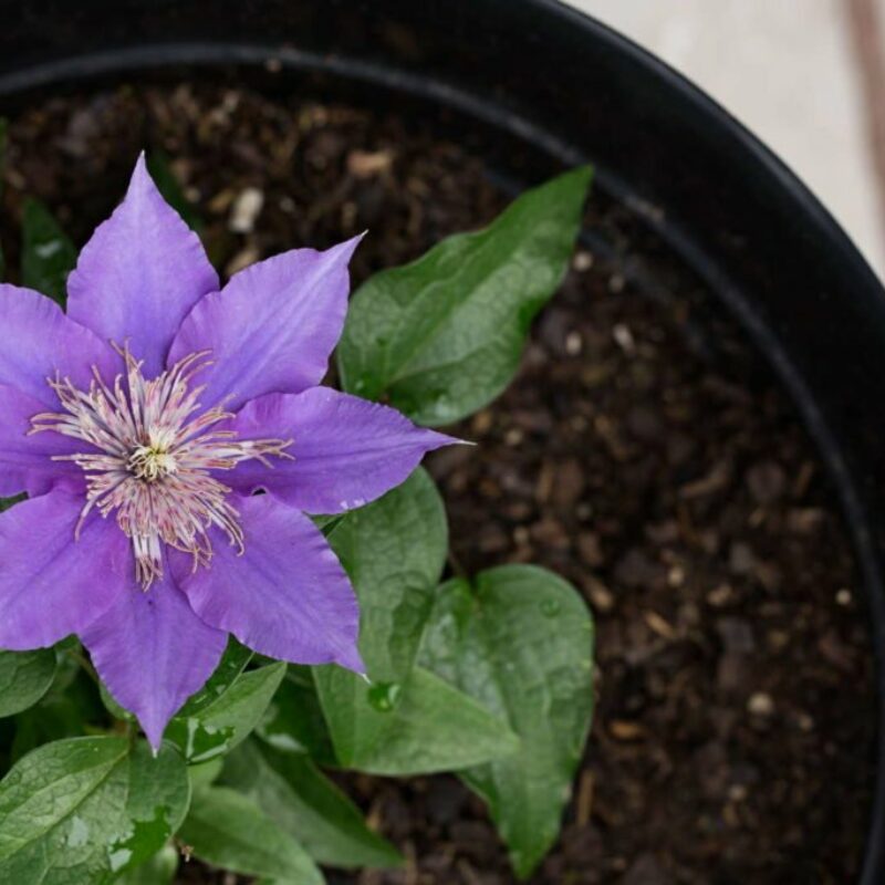 Clematis dngen: Zeitpunkt & Pflege-Tipps - Plantura
