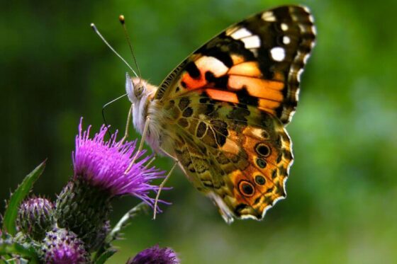 Ziehen auch Insekten im Winter den Süden?