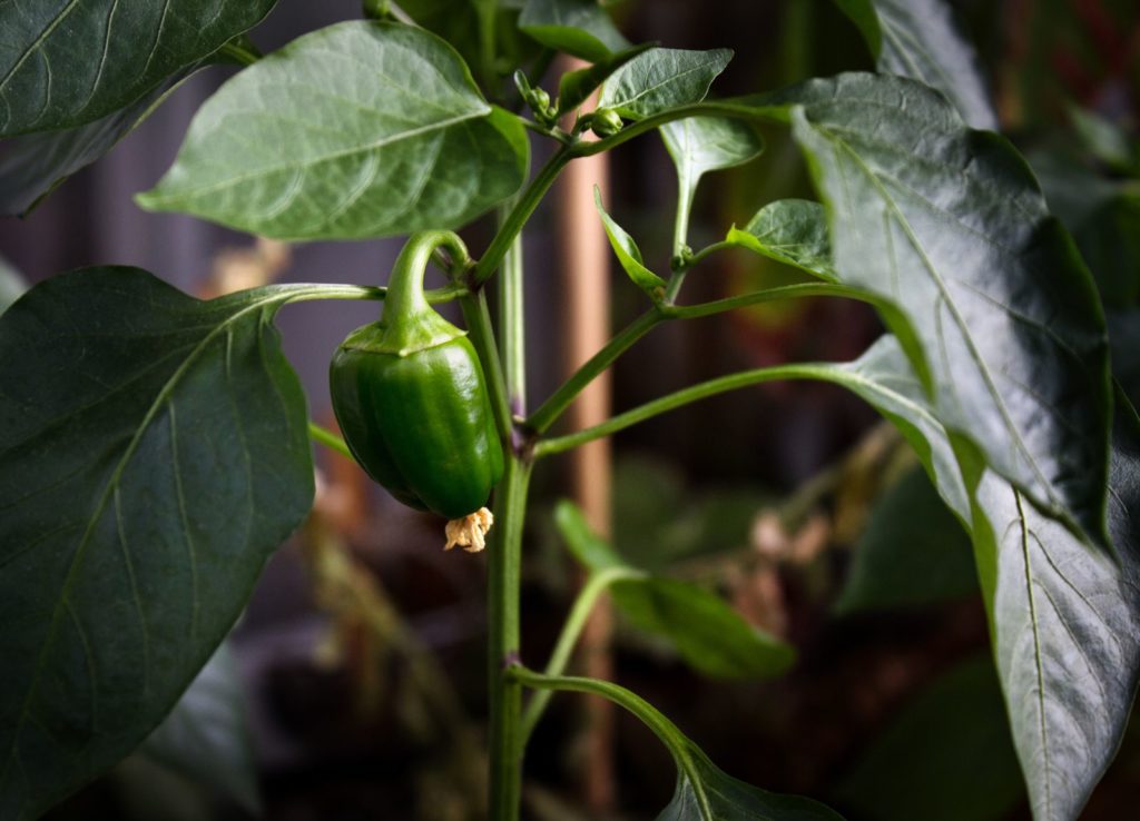 Chilipflanze