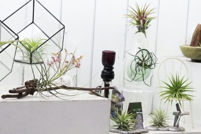 Exotische Zimmerpflanzen: 10 besondere Pflanzen für Ihr Zuhause