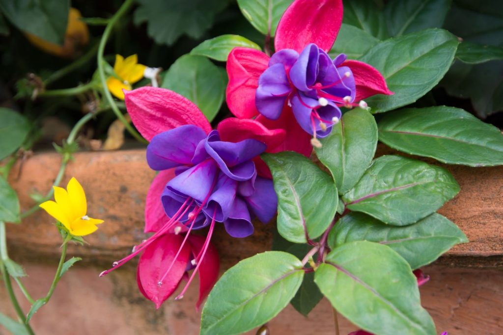 Zweifarbige Fuchsie