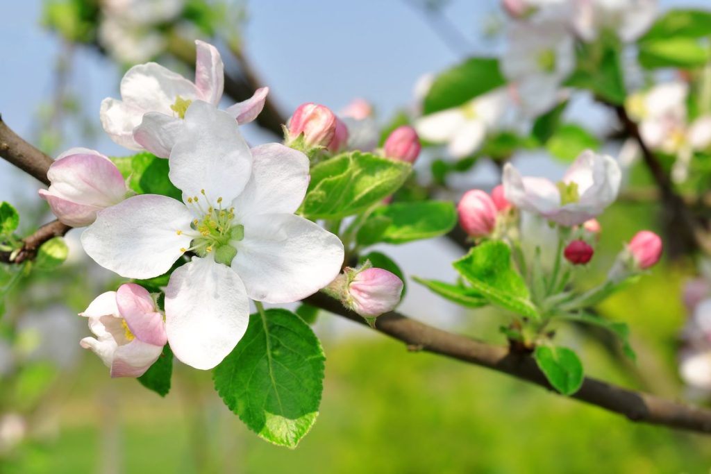 Blüten eines Apfelbaums