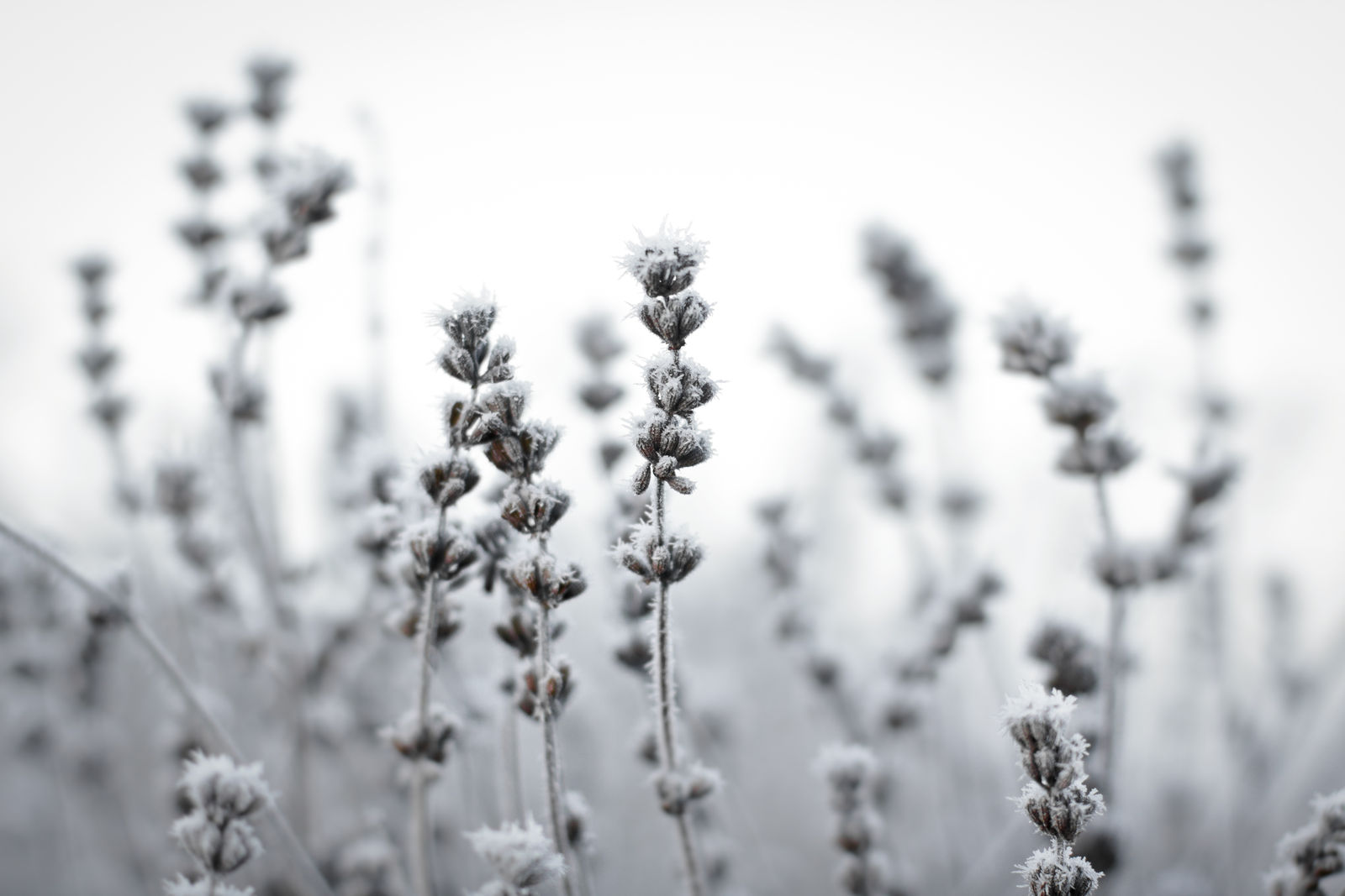 Lavendel Uberwintern Tipps Fur Topf Beet Plantura