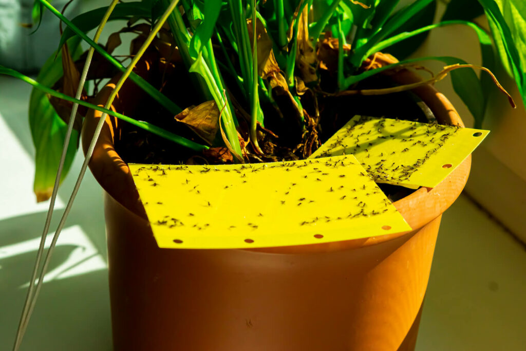 Gelbtafeln mit Insekten