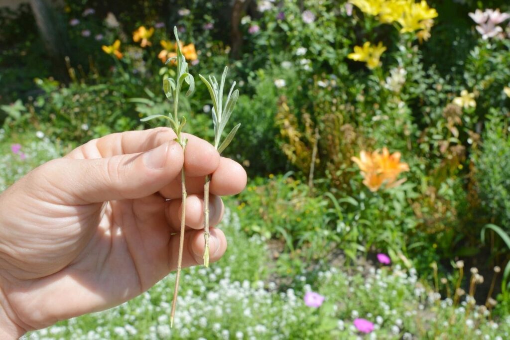 Person hält junge Triebe von Lavendel in der Hand