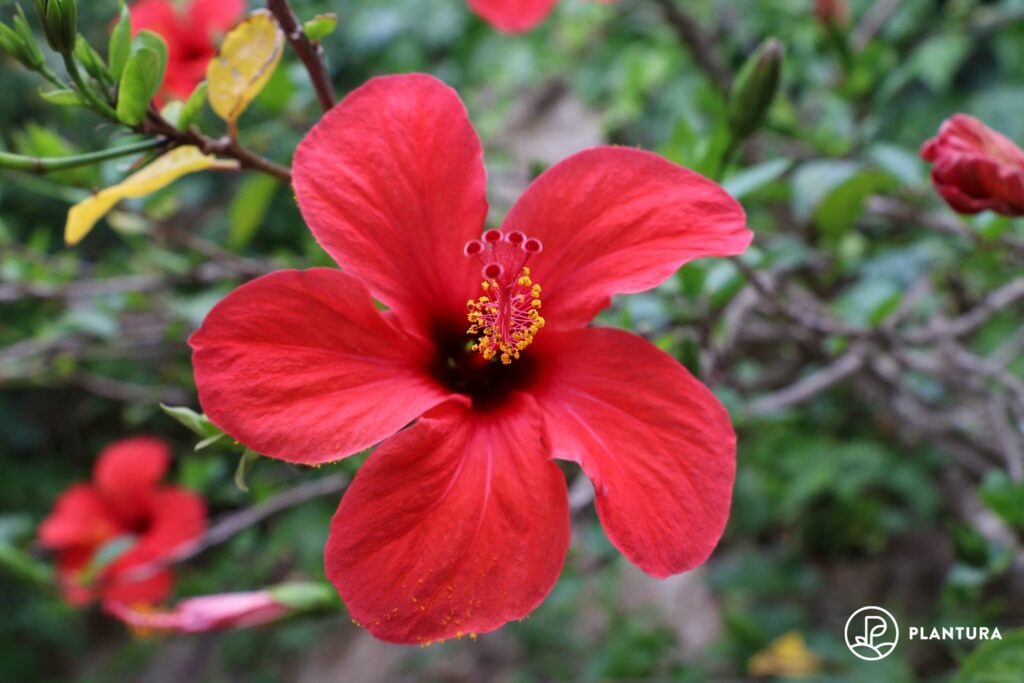 Hibiskus-Blüte