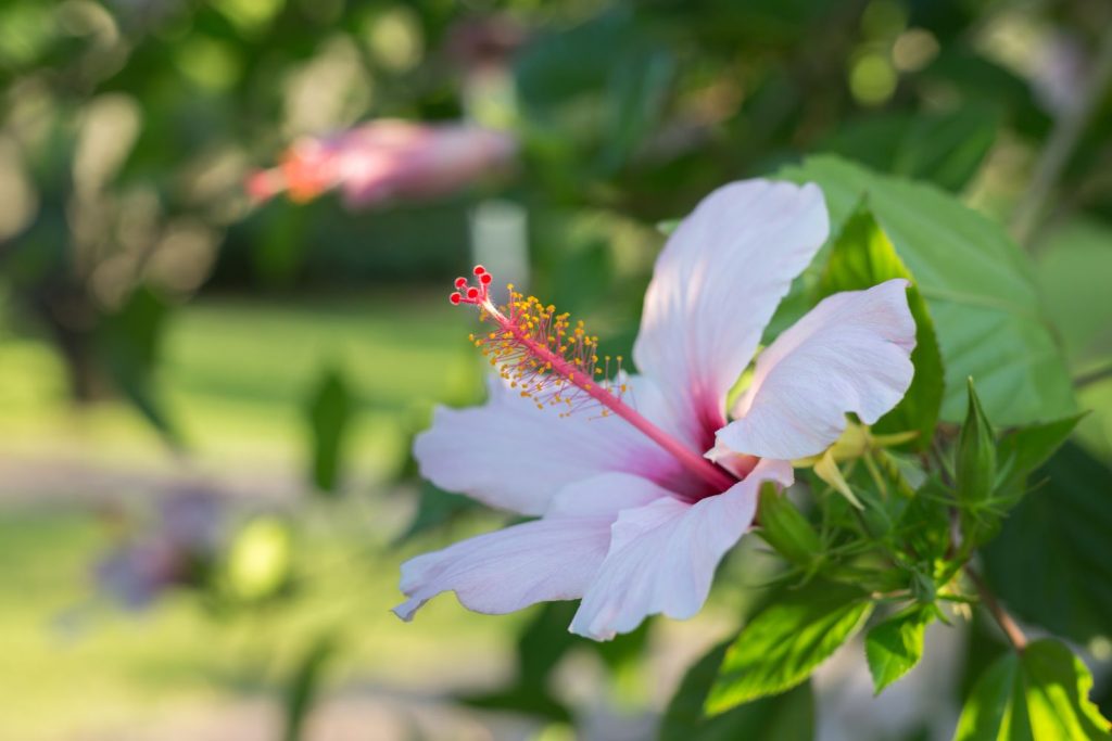 Hibiskus Blüte