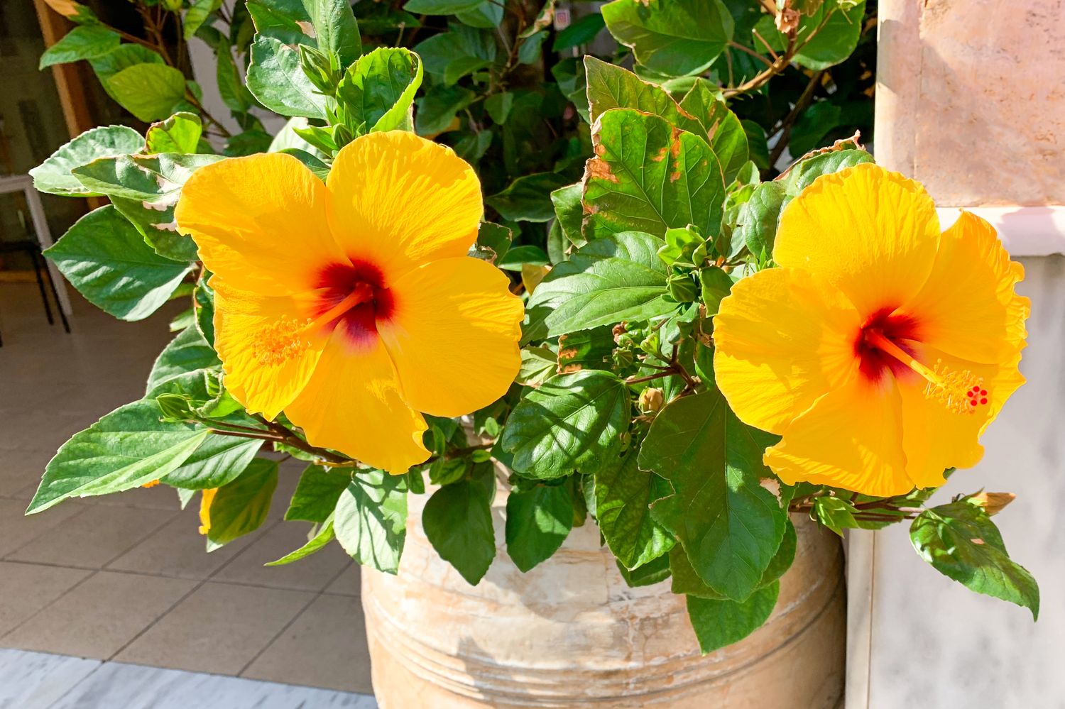 Hibiskus im Topf Tipps zum Pflegen & Umtopfen Plantura