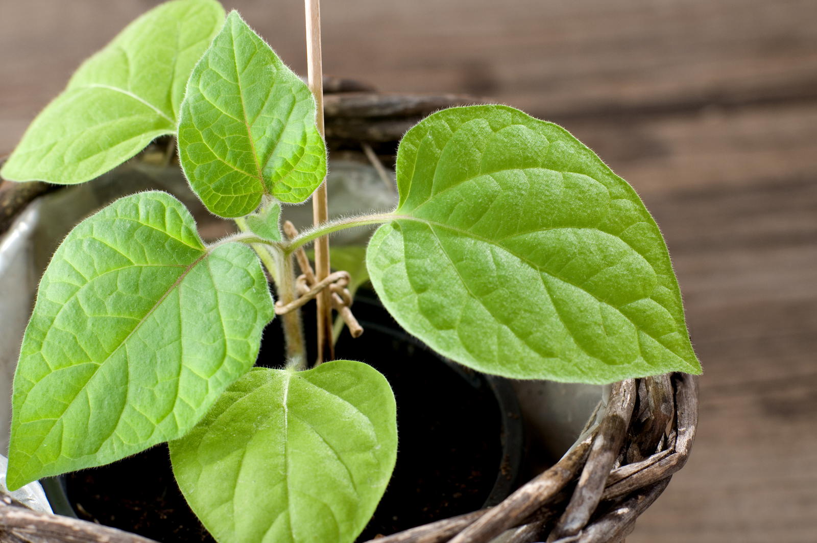 Physalis Anbauen Experten Tipps Zu Standort Aussaat Co Plantura