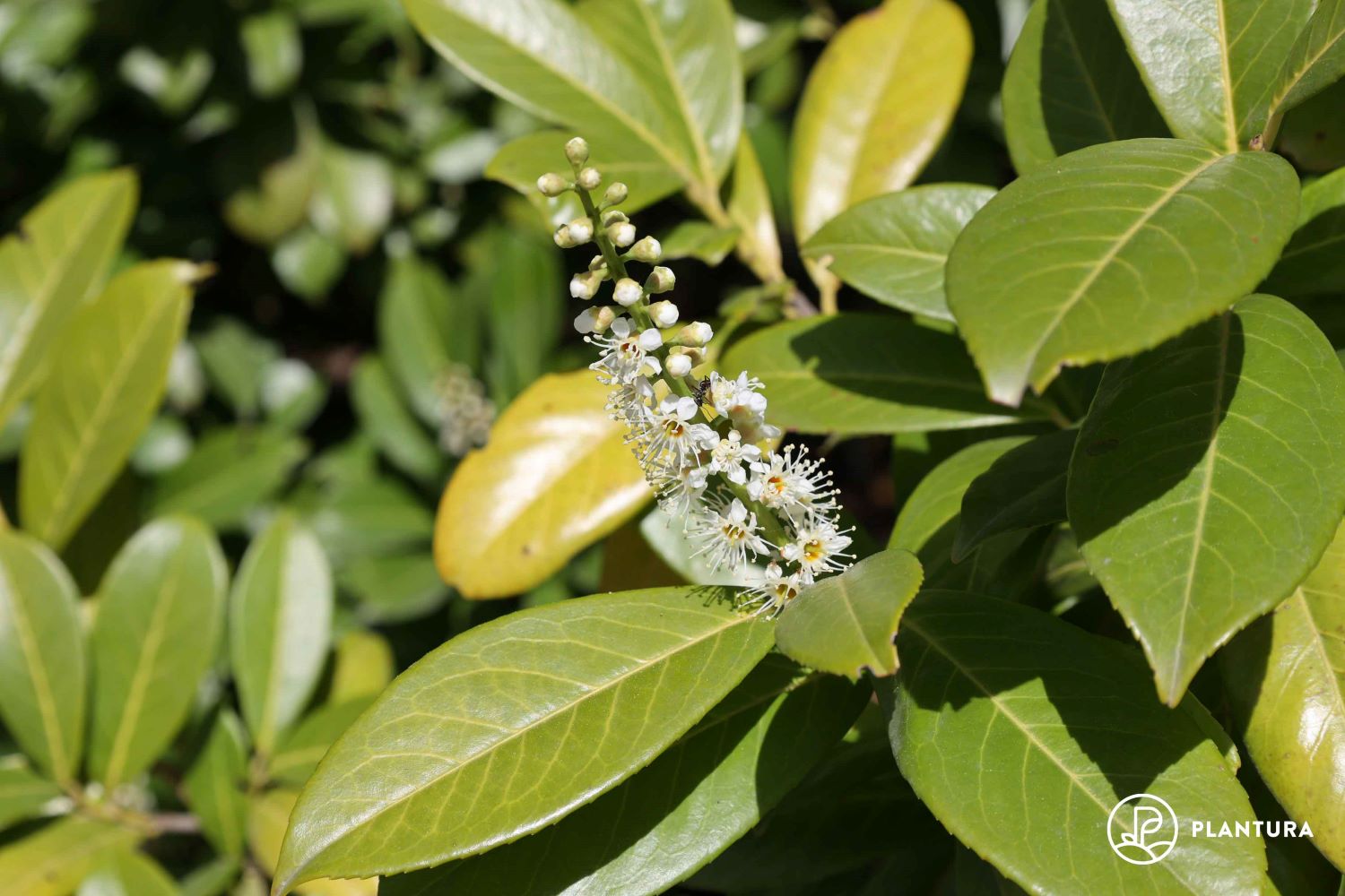 Kirschlorbeer düngen: Anleitung & Pflege-Tipps