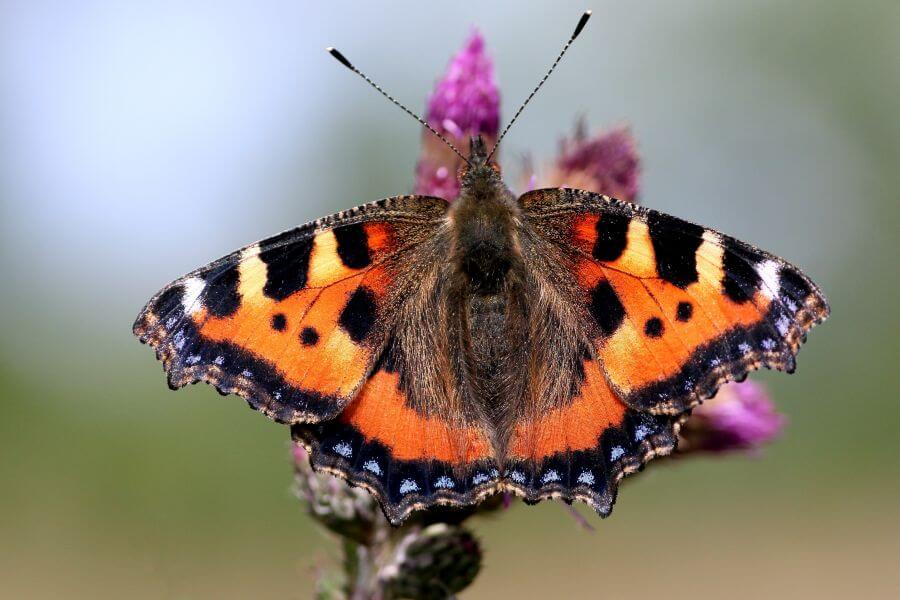 Kleiner Fuchs auf Blüte