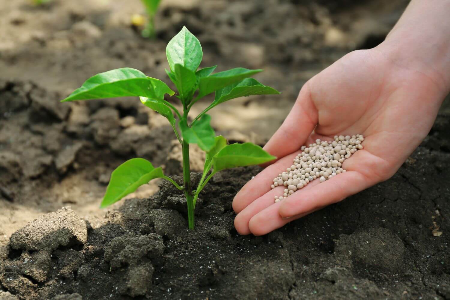 Langzeitdünger: Wirkung, Zusammensetzung & Anwendung