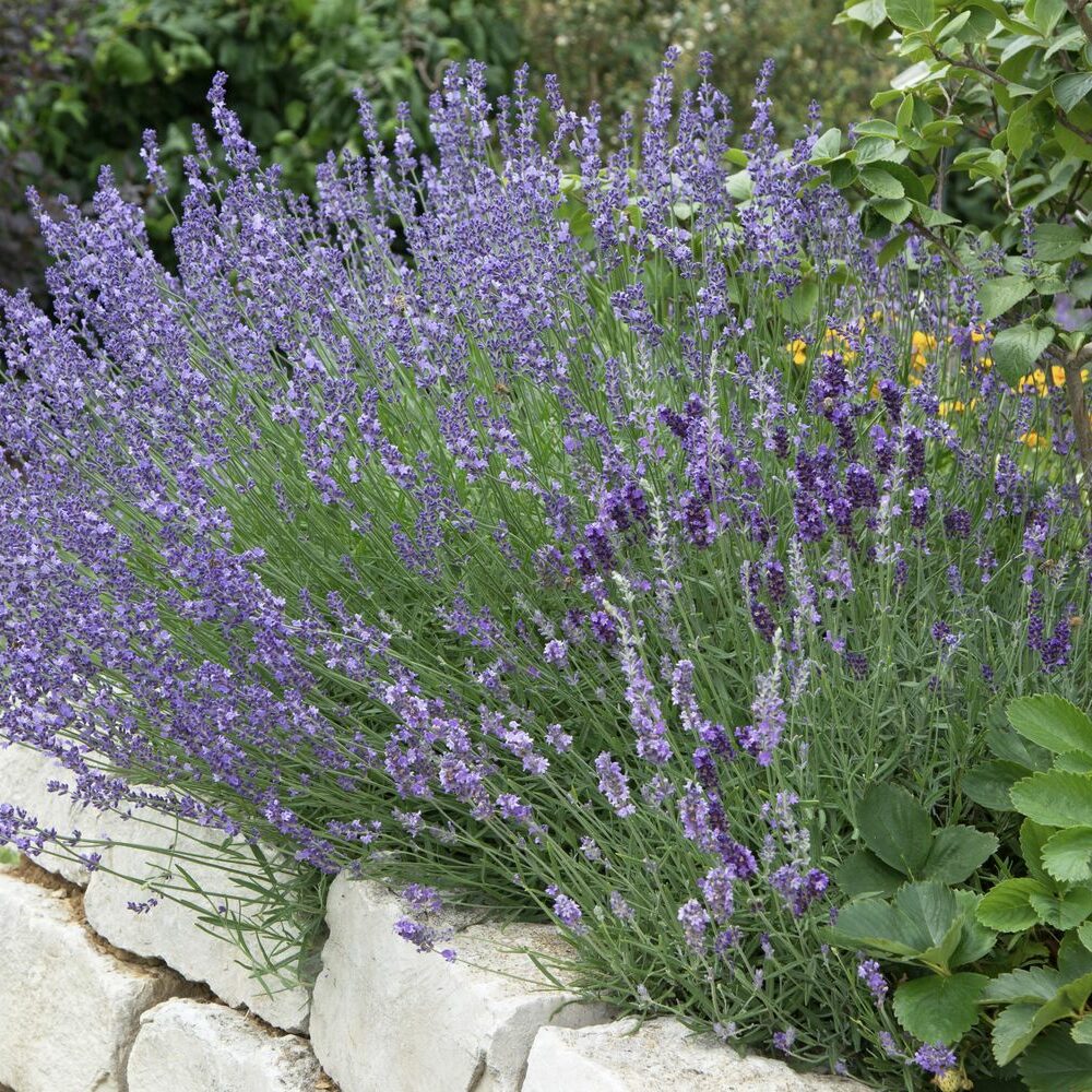 arabis variegata Arabis alp. caucasica 'variegata' – The Fruitful Potager