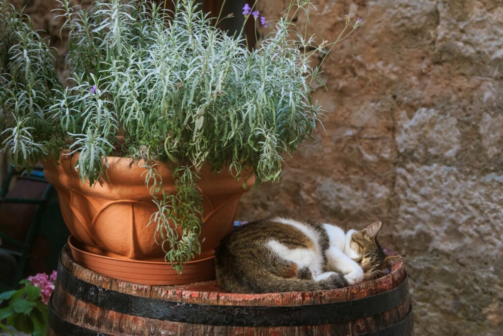 Katze schläft neben Lavendel im Topf